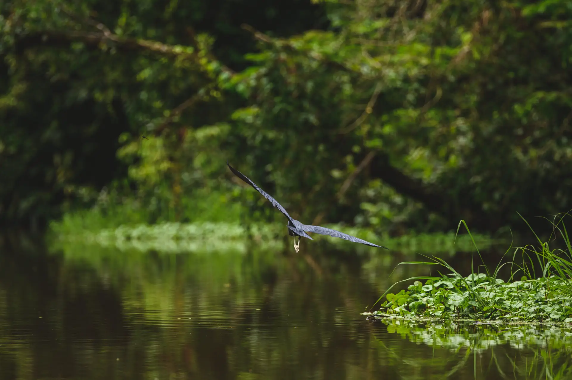 Selective focus shot blue heron flight scaled